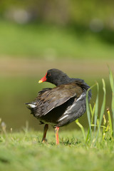 Moorhen, Gallinula Chloropus