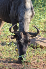 Gnu beim fressen