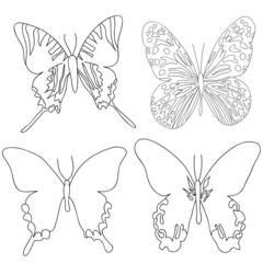 Fototapeta premium butterfly