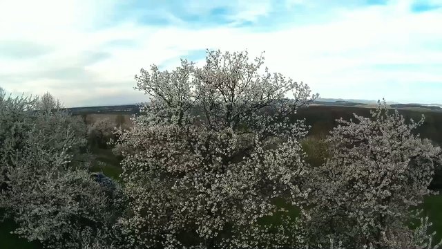 cherry tree from aerial view