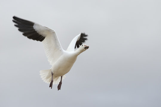 Close-up of Snow Goose Flying - Focus on Head