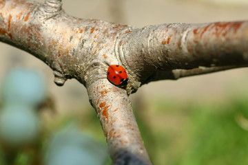 Ladybird on blossoming branch