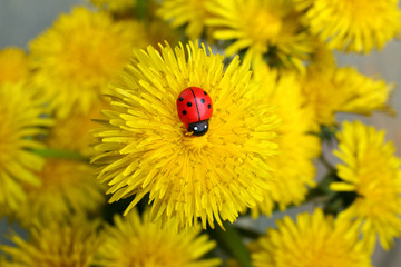 The ladybug on a yellow dandelion