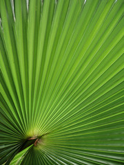Fototapeta premium Fächerpalme - fan palm - Trachycarpus fortunei