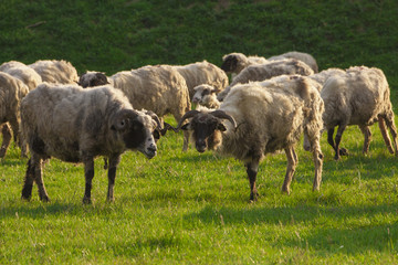 pasture of sheep
