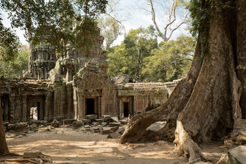 Fototapeta premium Ta Prohm