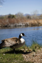 Canada goose