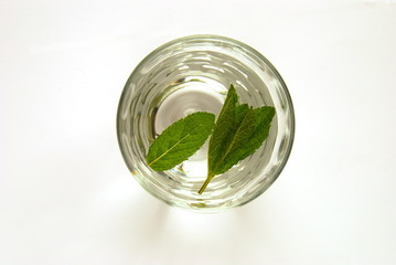 Cool Water Infused With Mint