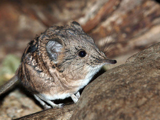 Elephant-shrew on stone