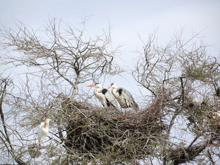 couple de h&eacute;rons cendr&eacute;