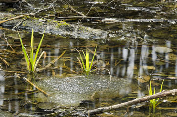 Naklejka na ściany i meble frog eggs in the pond