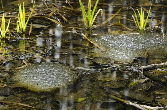 frog eggs in the pond