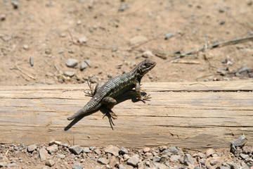 Lizard on Wood