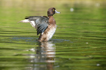 Tufted Duck, Aythya fuligula