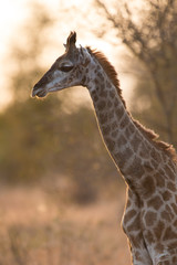 Baby giraffe walking in nature with sunset the background