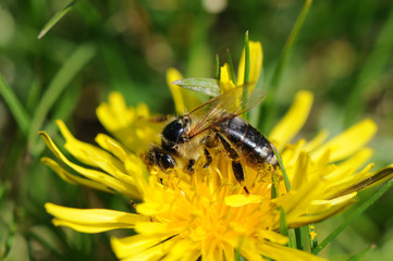 Bienen