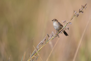 Small brown cisticola sitting and balance on grass stem