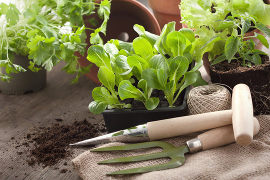 Gemüsepflanzen und Gartenwerkzeug