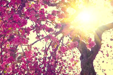 Frühlingsblüte. Schöne Naturszene mit blühendem Baum © Subbotina Anna