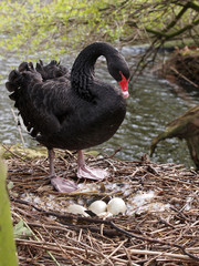 Fototapeta premium Black swan