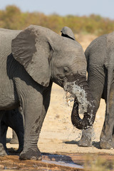 Fototapeta na wymiar Elephant drinking and splashing water on dry and hot day