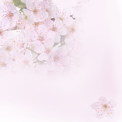 Obraz na płótnie Canvas Flowering apple blossom branches. Background