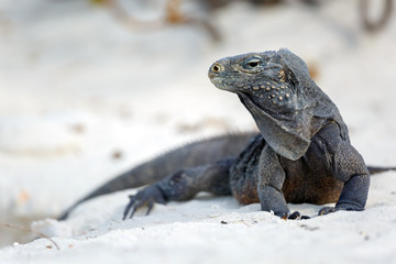 Island iguanas in wildlife.