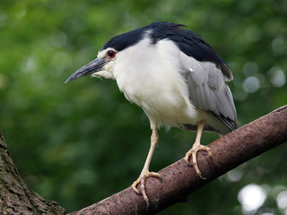 Kwak