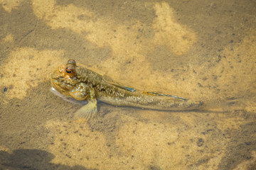 Periophthalmus