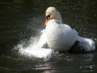Swan in action