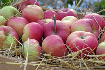 Apples closeup on straw