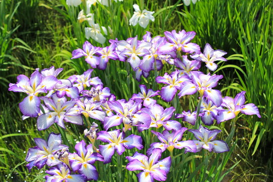 Sakikimi Photos Images Assets Adobe Stock