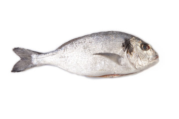 Raw and clean sea bream fish