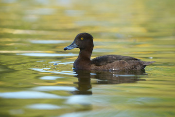 Tufted Duck, Aythya fuligula