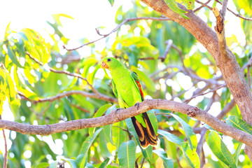 Red-winged Parrot (Aprosmictus erythropterus) in Darwin,Australi