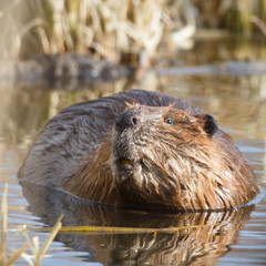 beaver