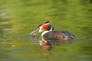 Great Crested Grebe, Podiceps cristatus