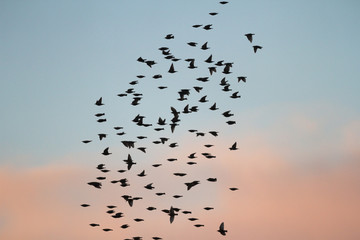 birds