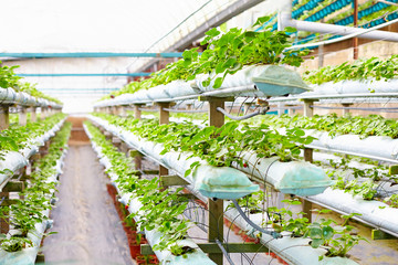 growing strawberries in greenhouse