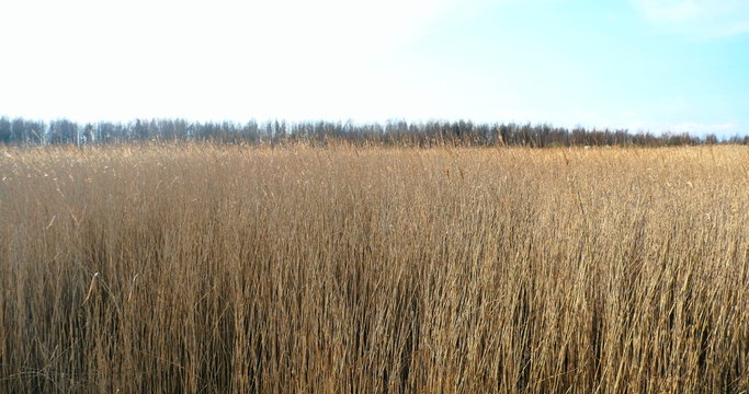 Common reed (Phragmites), early spring background, 4k