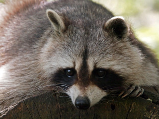 Raccoon