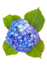 beautiful hydrangea flower isolated on white background..