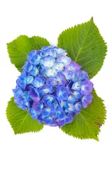 No drill roller blinds Hydrangea beautiful hydrangea flower isolated on white background..
