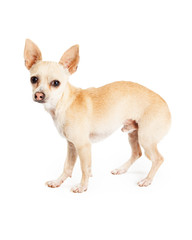 Scared Looking Chihuahua Dog Standing Profile