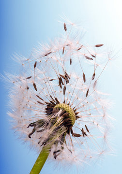 Fototapeta Dandelion clock: wishes and dreams :)