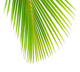 Obraz premium coconut leaves on white background