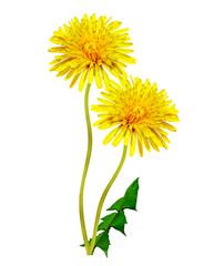 dandelion flowers isolated on white background