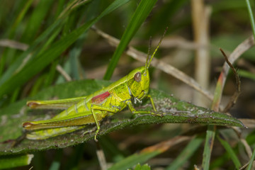 Grasshopper with red wings