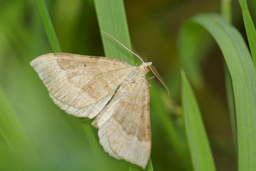 Grey moth
