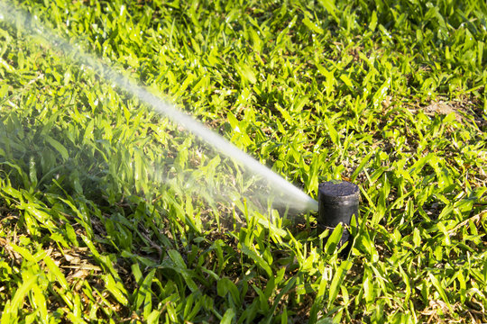 Sprinkler automatic working in the garden at noon